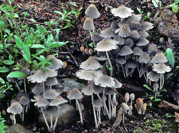 Coprinellus disseminatus